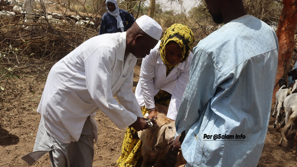 Gouvernement : 200 agents seront recrutés au ministère de l&rsquo;élevage en 2025
