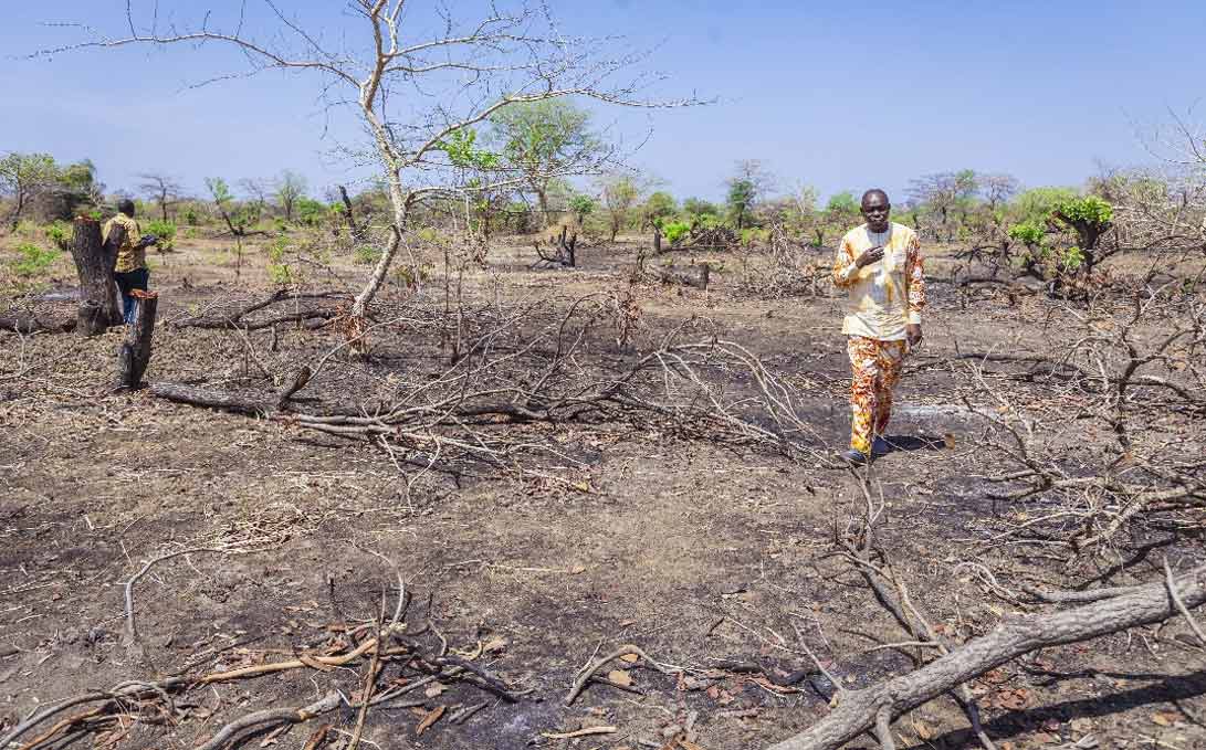 12 hectares d&rsquo;arbres abattus à Madom
